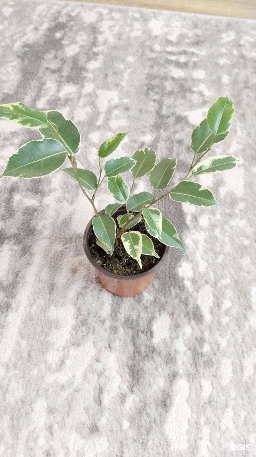 Отзывы на компанию Студия по продаже комнатных цветов в Новосибирске c фото