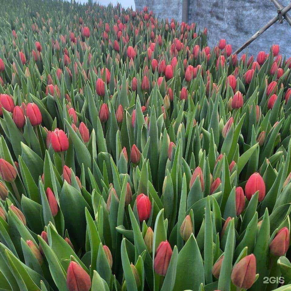 Отзывы на компанию Тюльпан Миасс в Миассе c фото