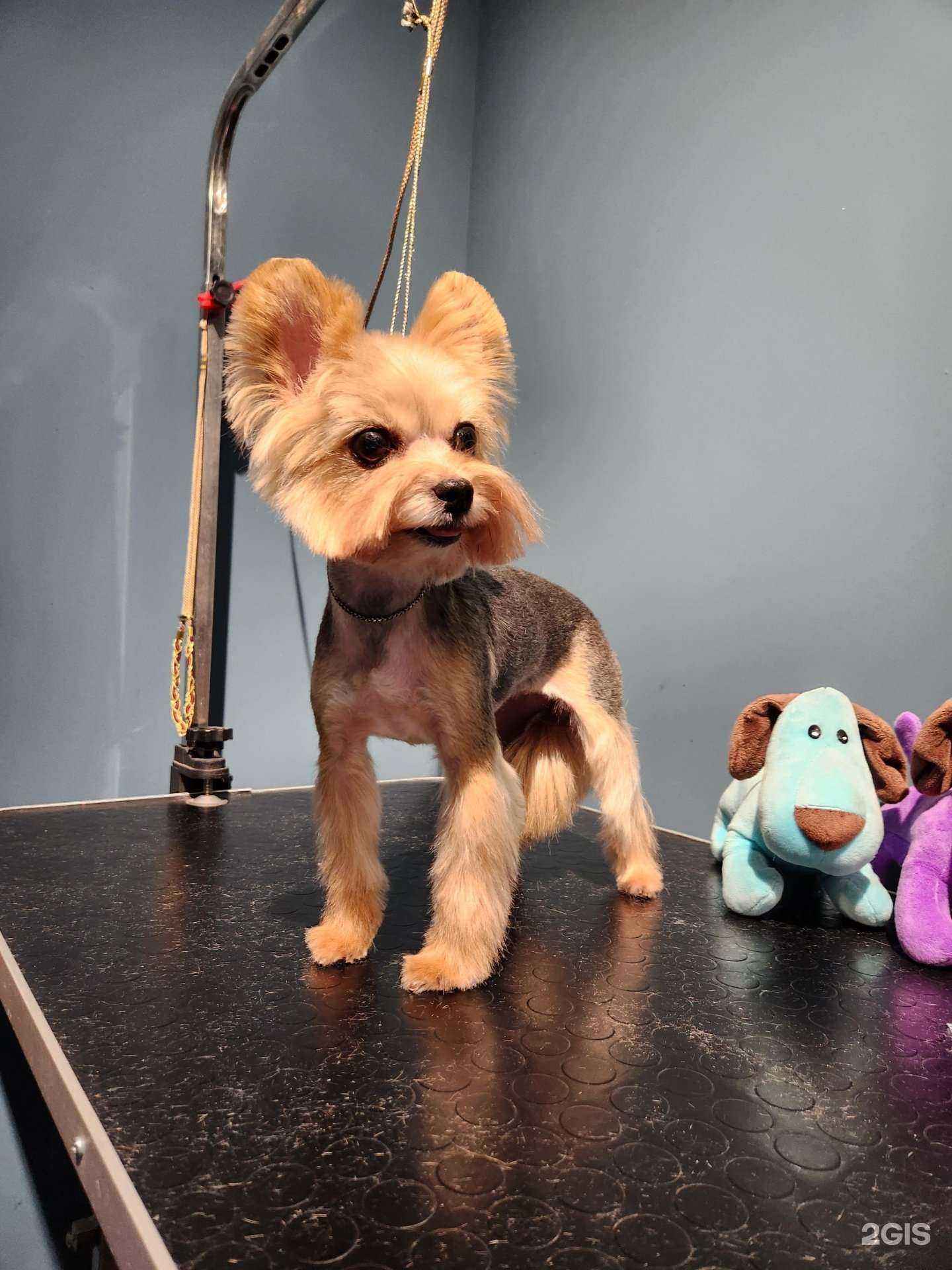 Отзывы на компанию Собак 13 Кошек в Астрахани c фото