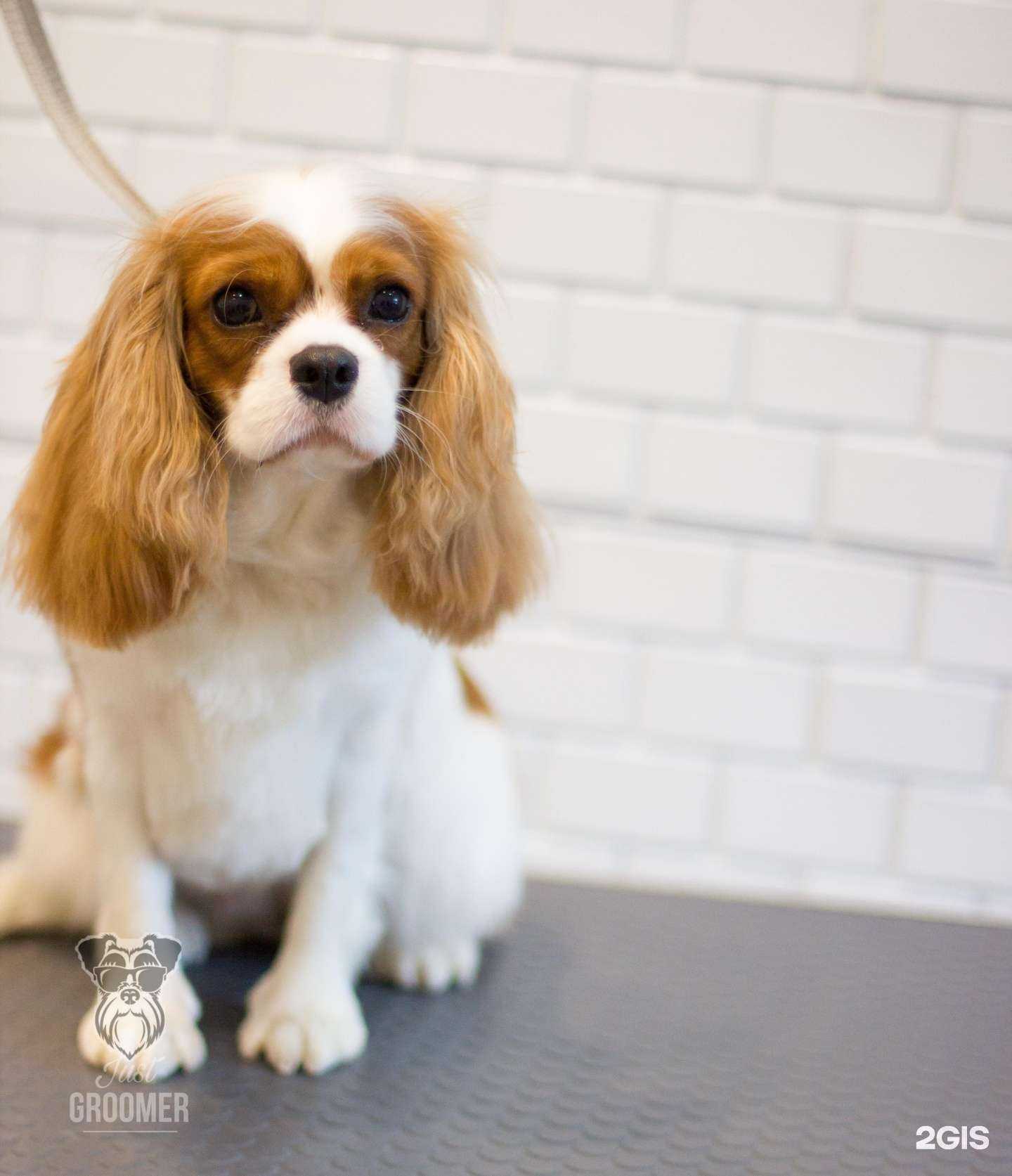 Отзывы на компанию Just groomer в Коломне c фото