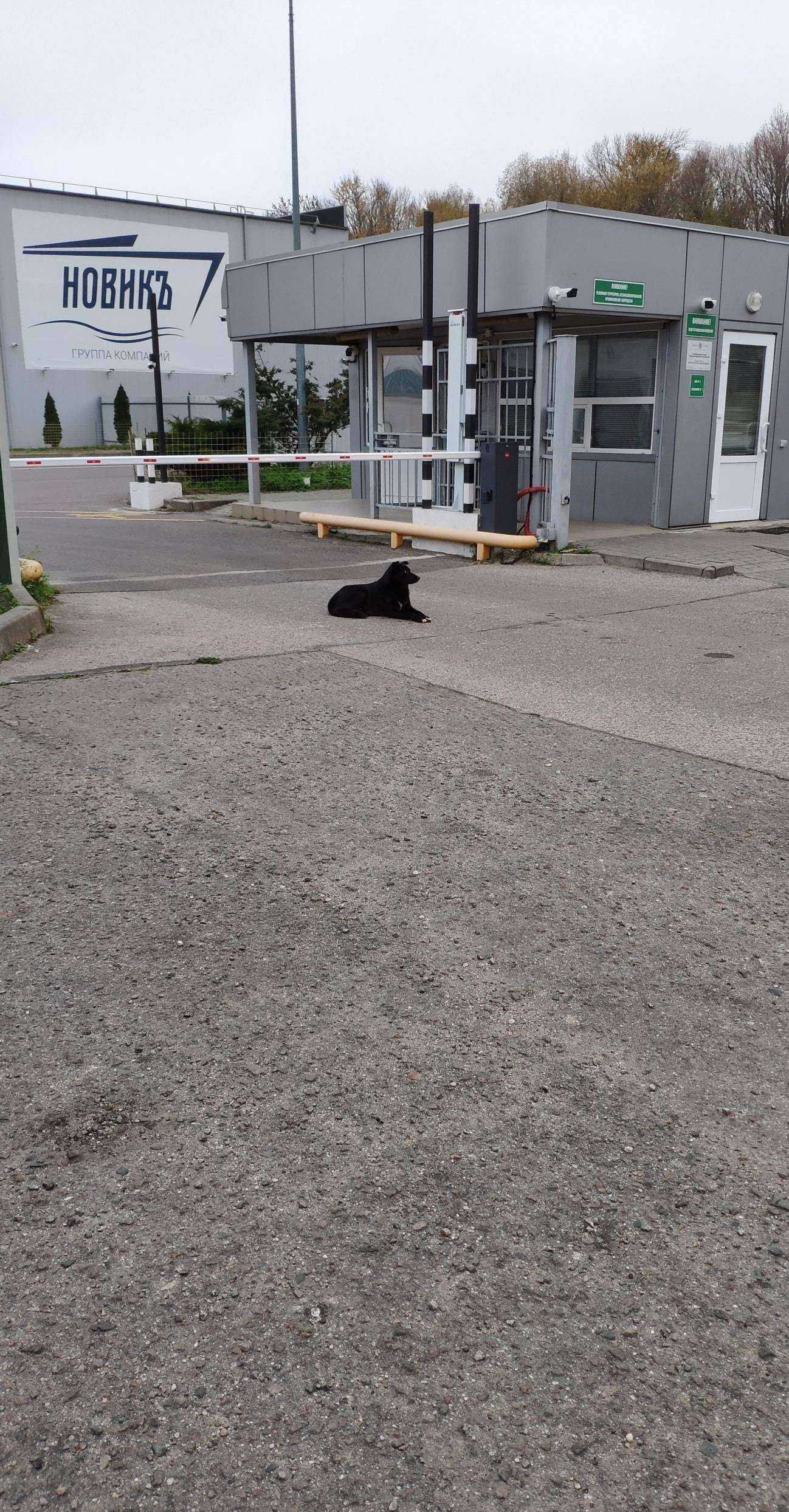 Отзывы на компанию Деловые Линии в Калининграде c фото - фотография 2 из 2