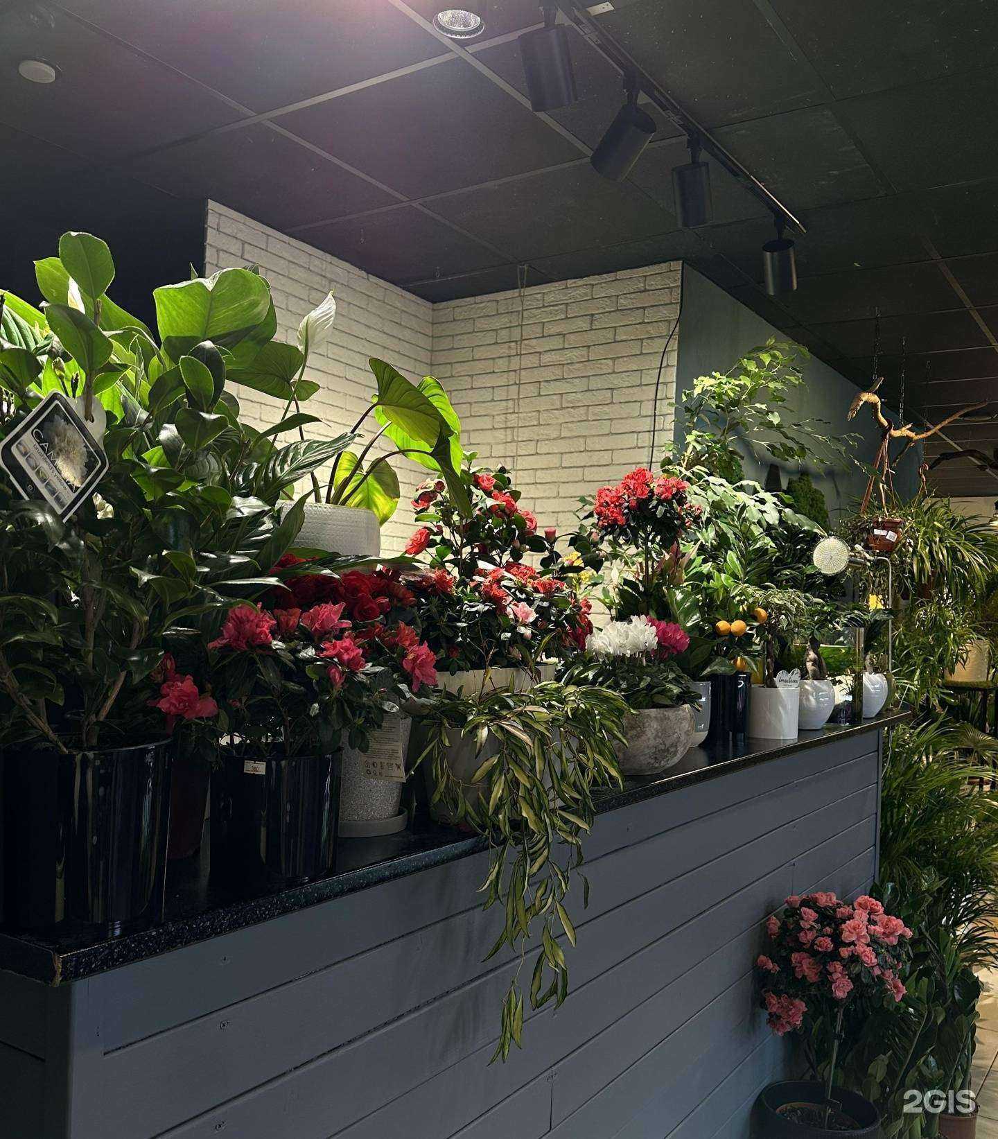 Отзывы на компанию Фикус в Рязани c фото