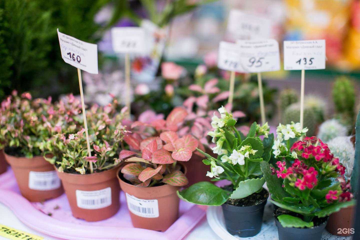 Отзывы на компанию Дивный сад в г. Калуга c фото