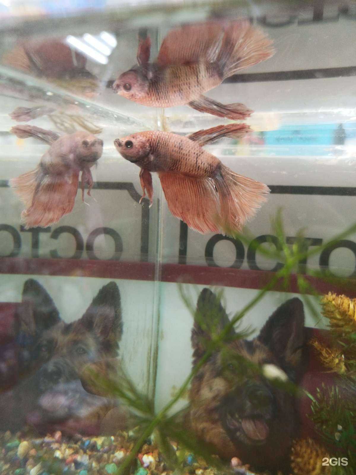 Отзывы на компанию Лотос в Смоленске c фото