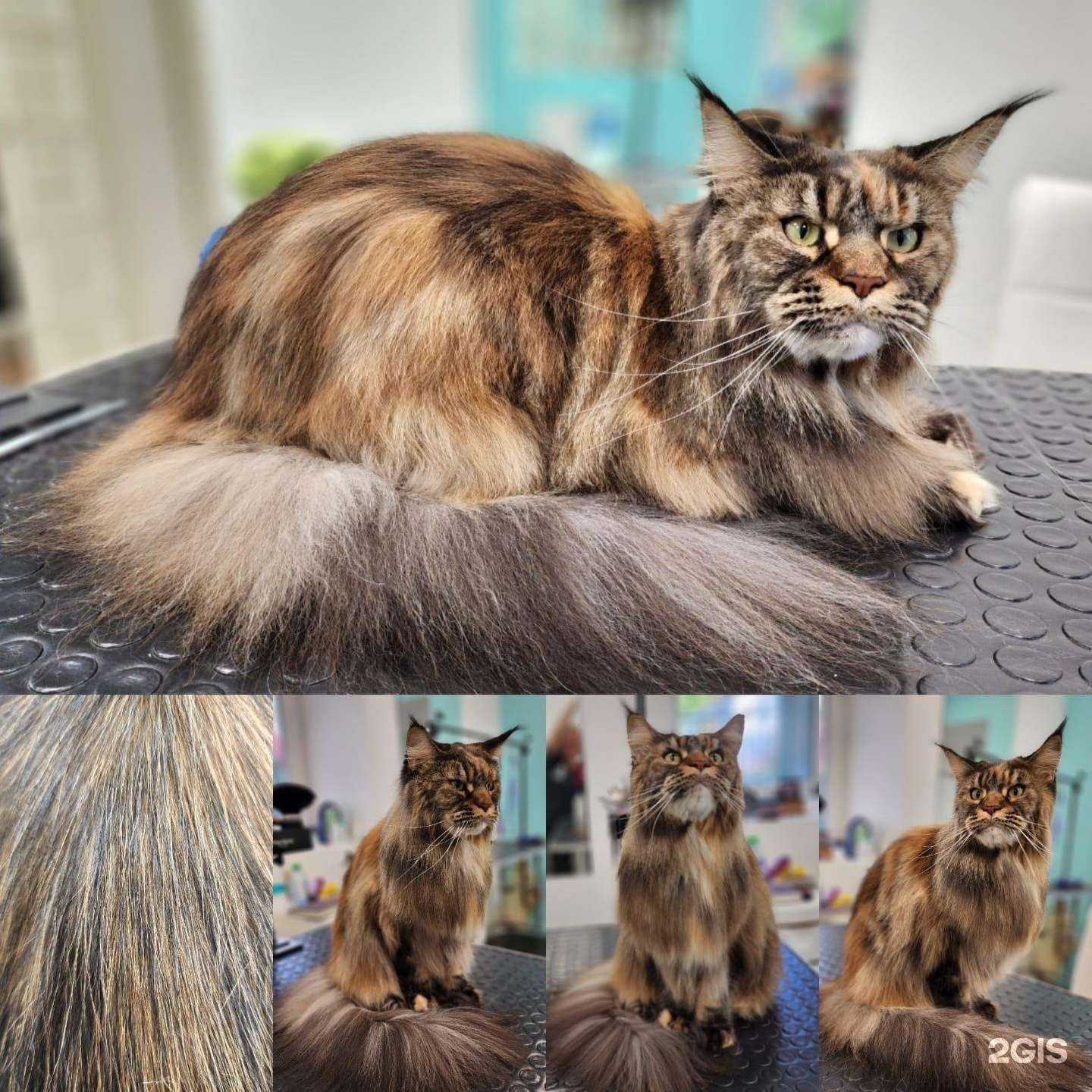 Отзывы на компанию Kotik в Долгопрудном c фото