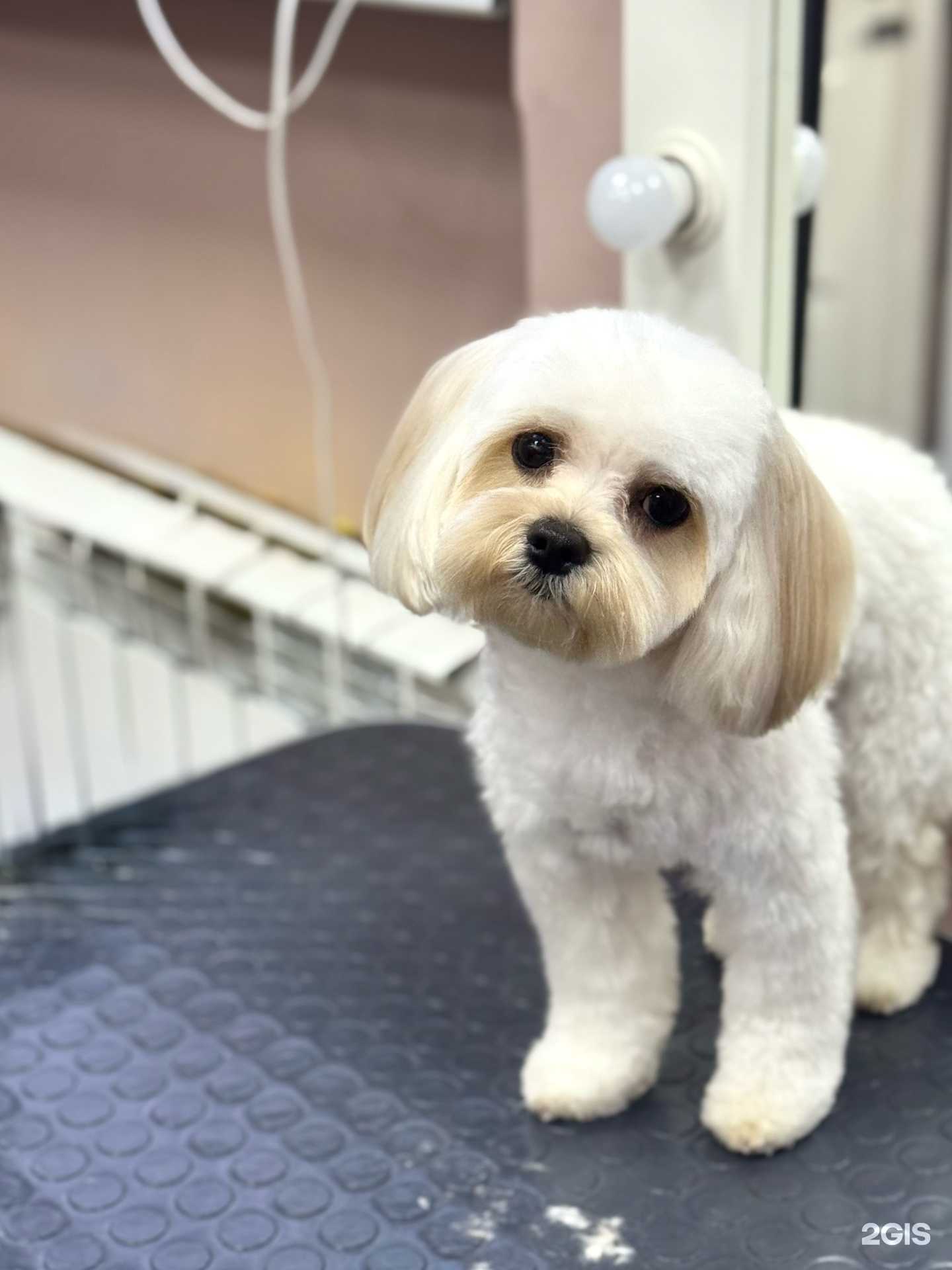 Отзывы на компанию Модный хвост в Нижнем Новгороде c фото