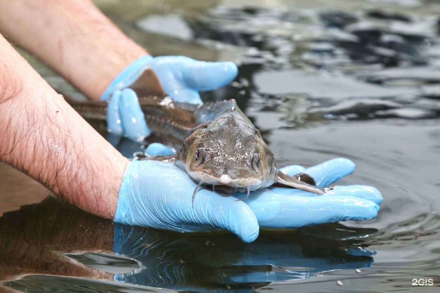 Отзывы на компанию Сибирский осетр 22 в г. Барнаул c фото