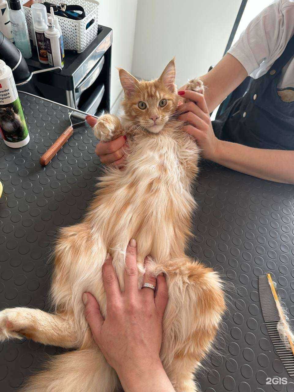 Отзывы на компанию Лакки в Пензе c фото