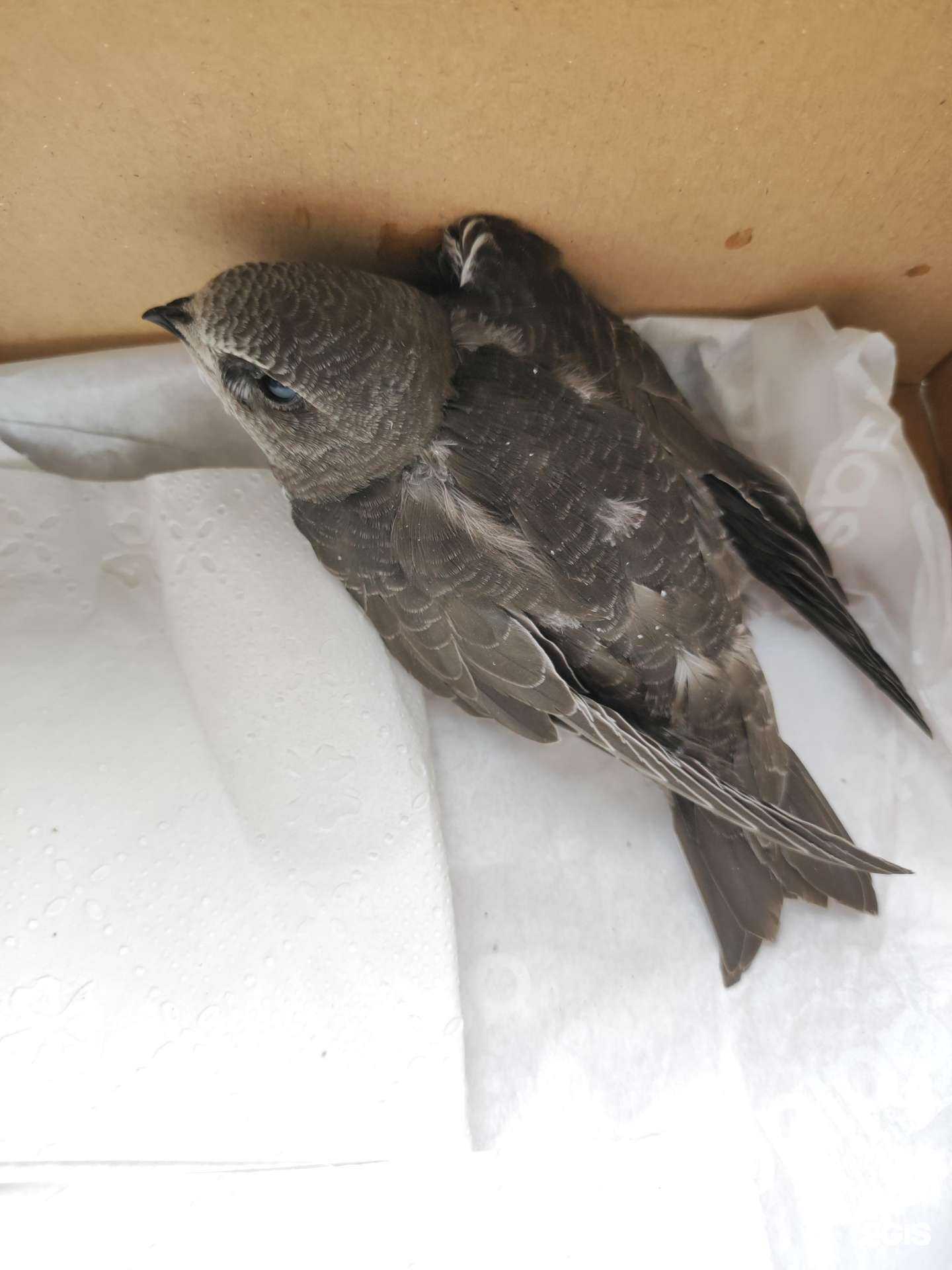 Отзывы на компанию Управление ветеринарии Екатеринбурга в г. Полевской c фото