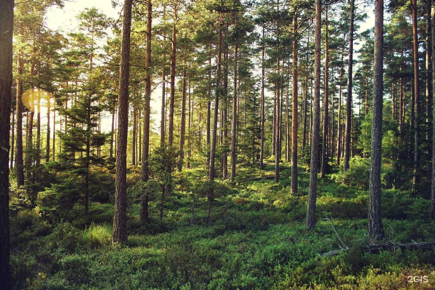 Отзывы на компанию Formoza в Великих Луках c фото