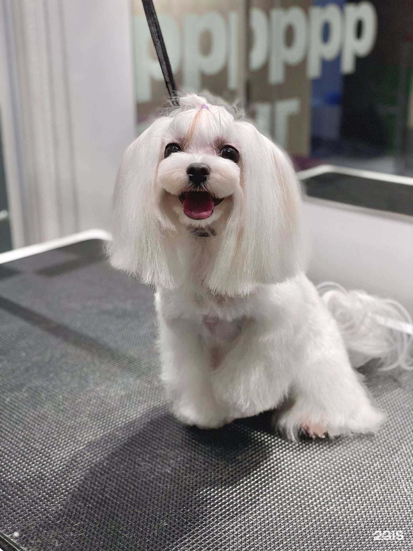 Отзывы на компанию Мокрый нос в Новосибирске c фото