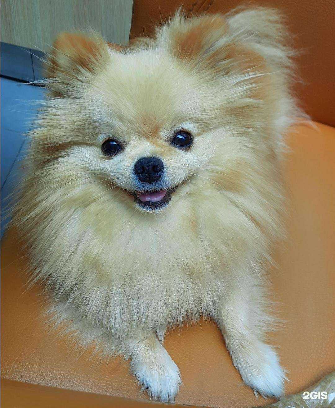 Отзывы на компанию Станция по борьбе с болезнями животных №1 в Южно-Сахалинске c фото