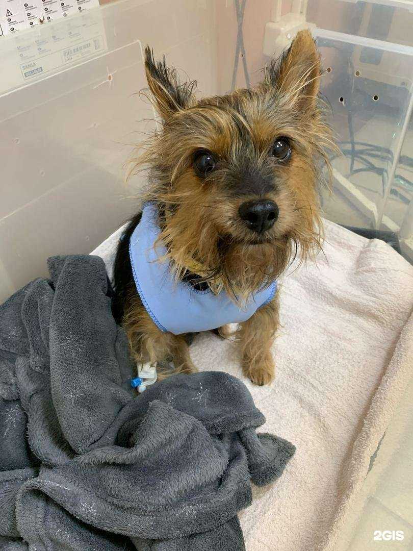 Отзывы на компанию Ветлайф в Отрадном c фото