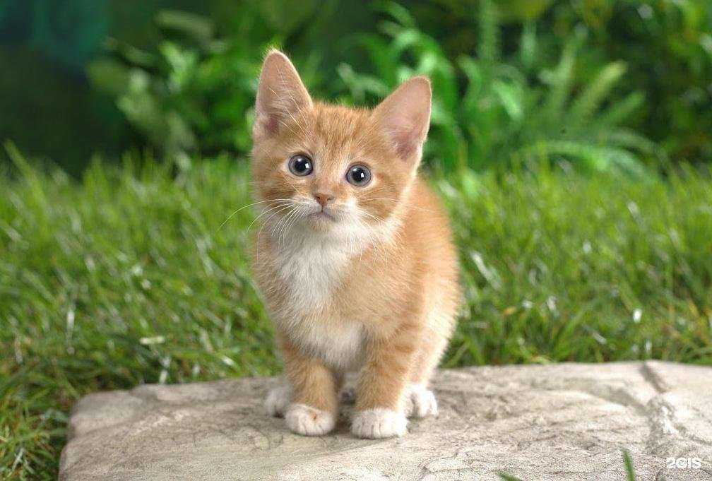 Отзывы на компанию Управление ветеринарии Екатеринбурга в Екатеринбурге c фото