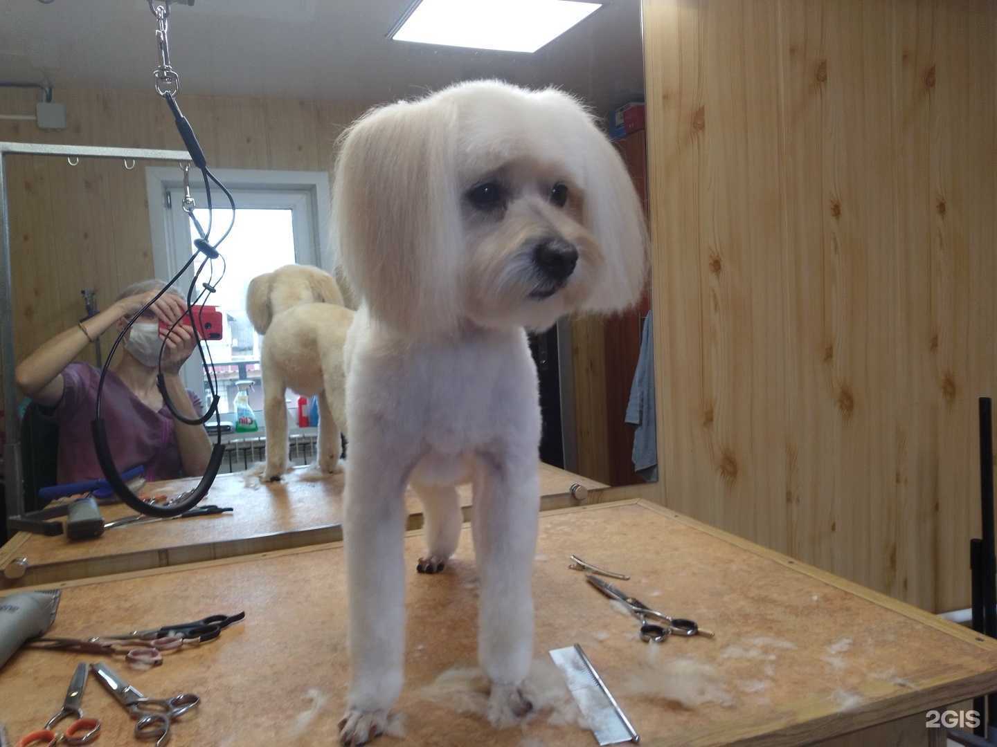 Отзывы на компанию Зоосалон в Воронеже c фото