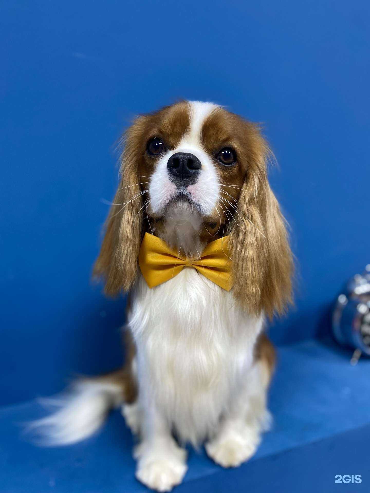 Отзывы на компанию Его собачье дело в г. Самара c фото