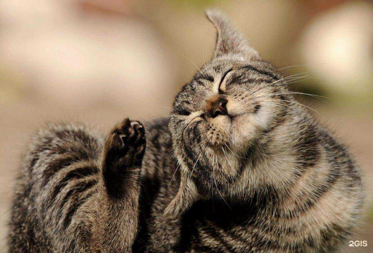 Отзывы на компанию ЗооАнгелы в Владимире c фото