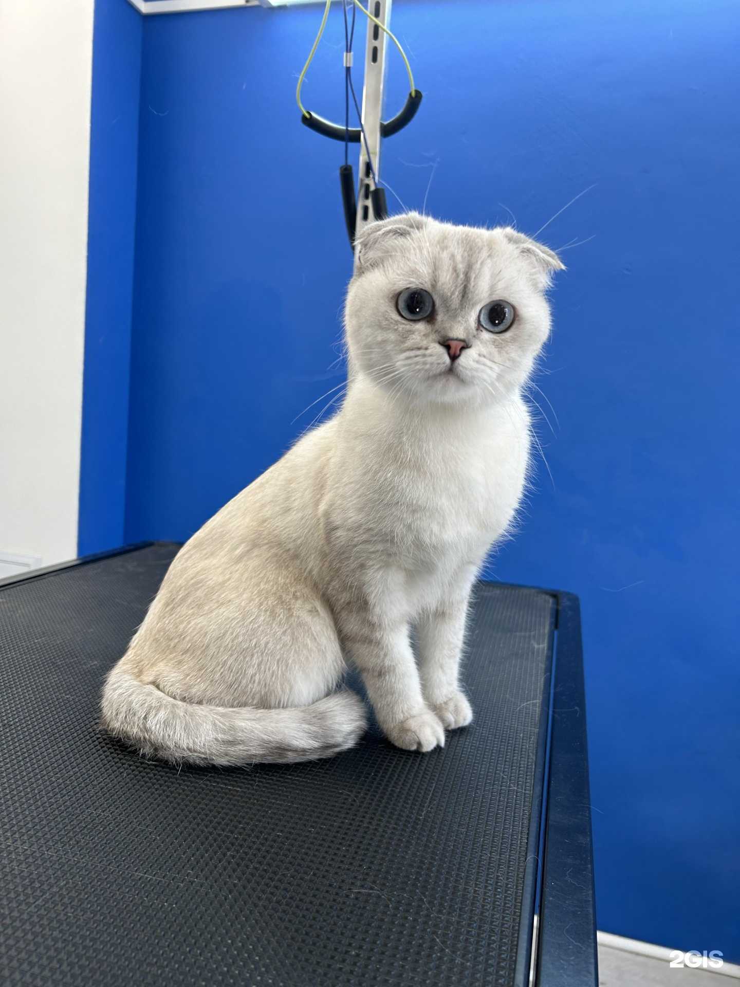 Отзывы на компанию Mr. Sобакен в Перми c фото