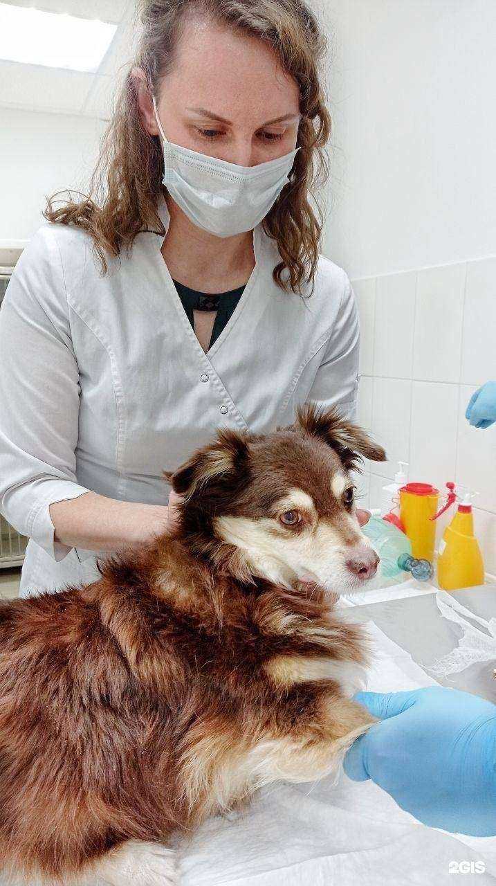 Отзывы на компанию ДиМагнит Вет в Ростове-на-Дону c фото