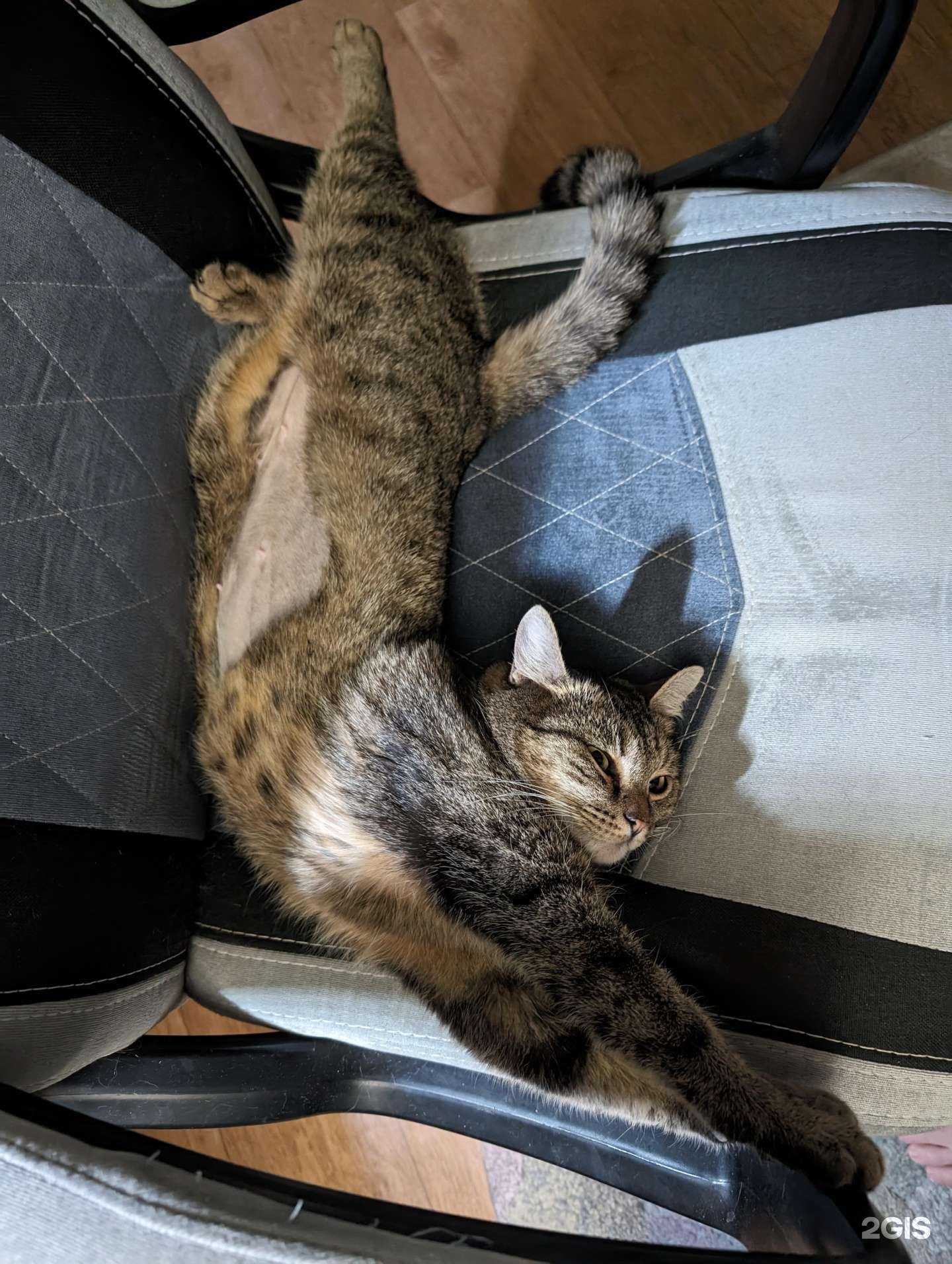 Отзывы на компанию Омский областной центр по профилактике, экспертизе и лечению животных в Омске c фото