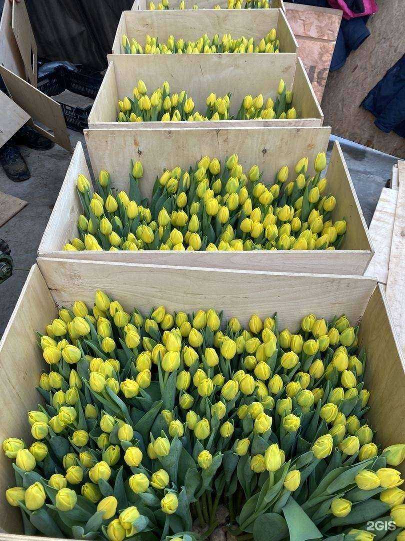 Отзывы на компанию Зеленый остров в г. Псков c фото