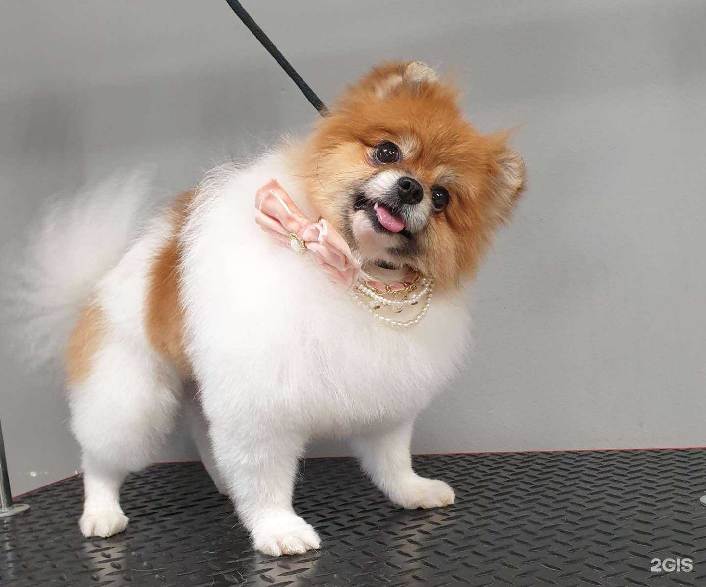 Отзывы на компанию Хвостатый Стиляга в Омске c фото