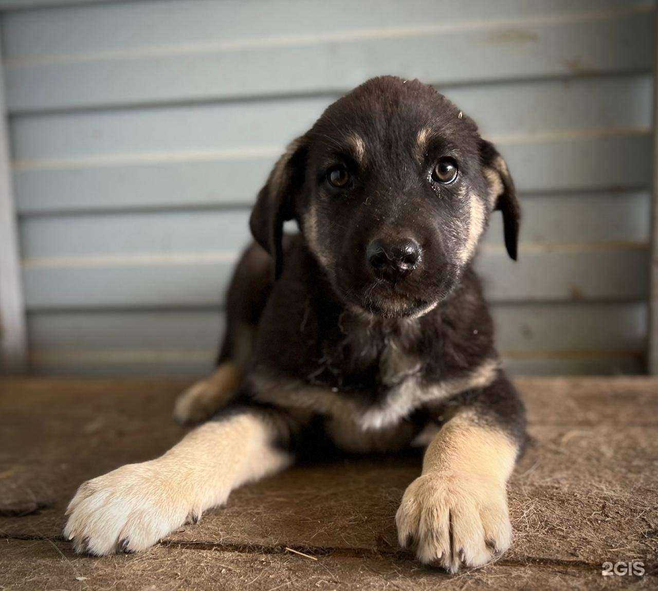 Отзывы на компанию ГороДог в г. Новый Уренгой c фото