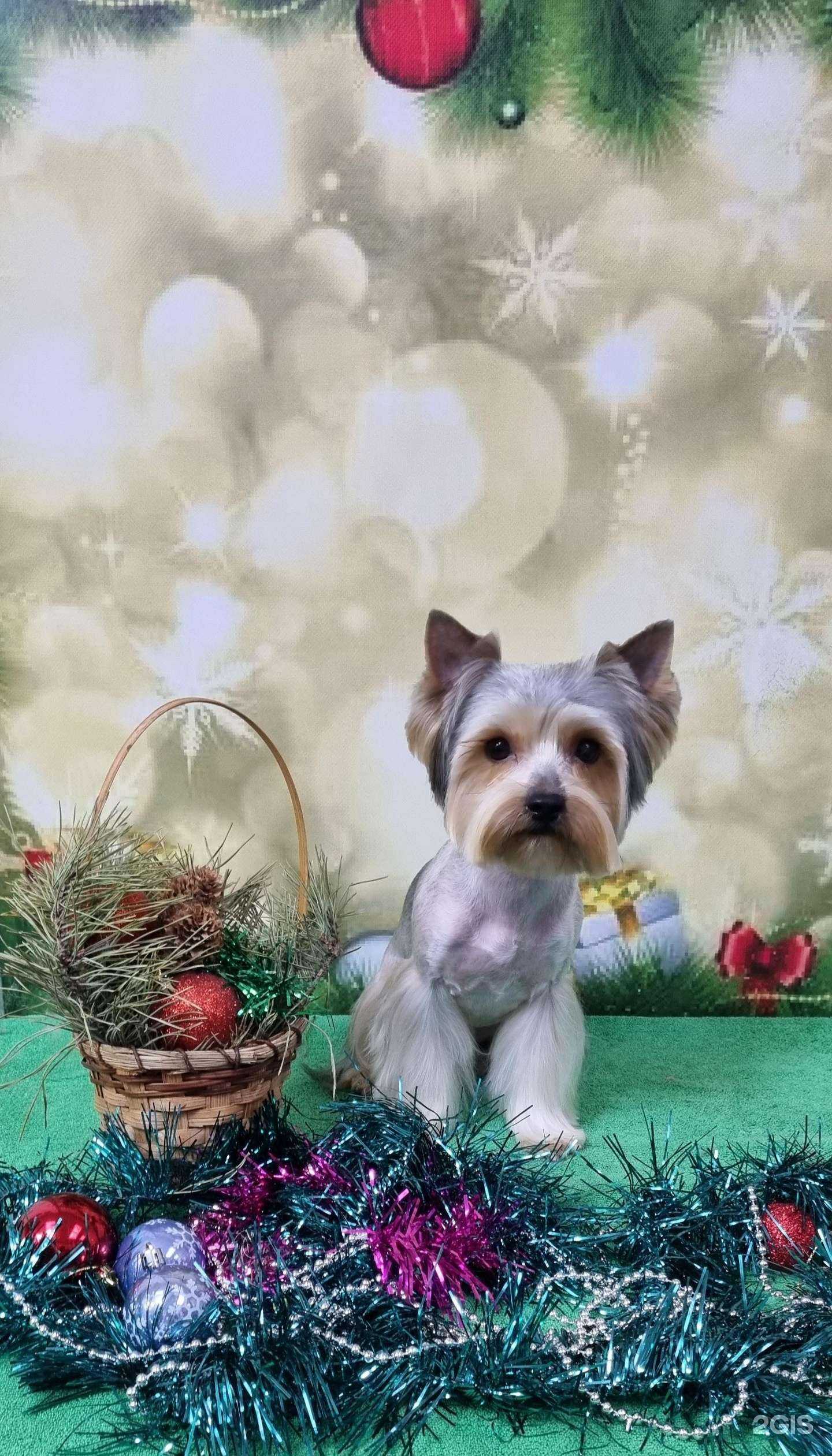 Отзывы на компанию Студия груминга в Абакане c фото