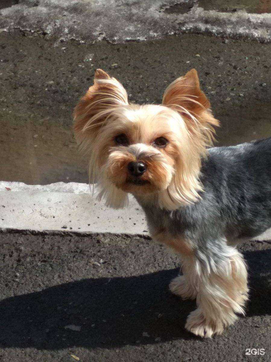 Отзывы на компанию PARADOGs в Екатеринбурге c фото