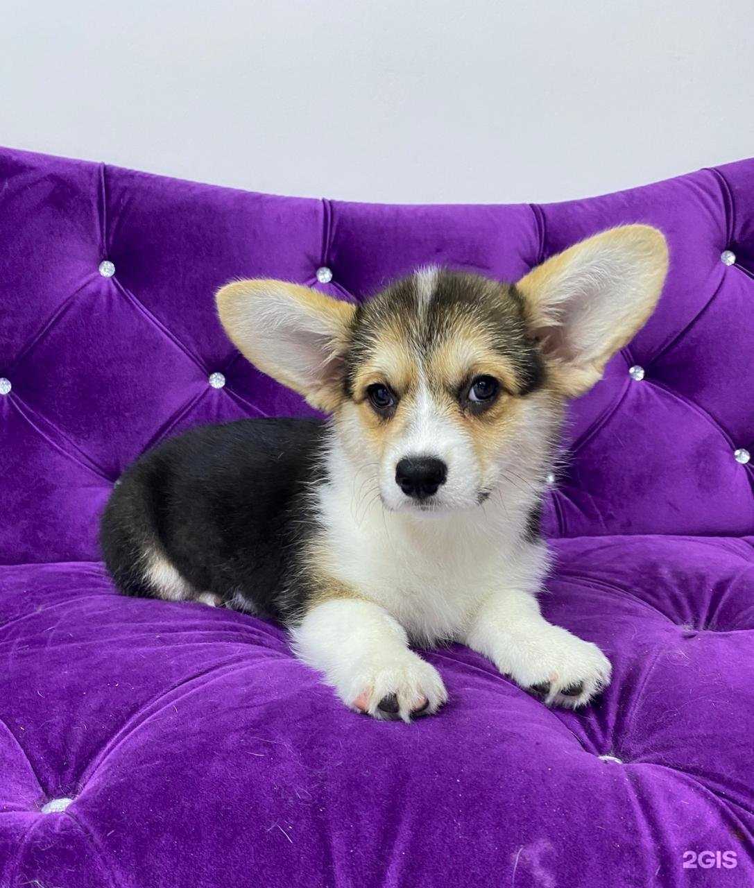 Отзывы на компанию Лапки в г. Волгоград c фото