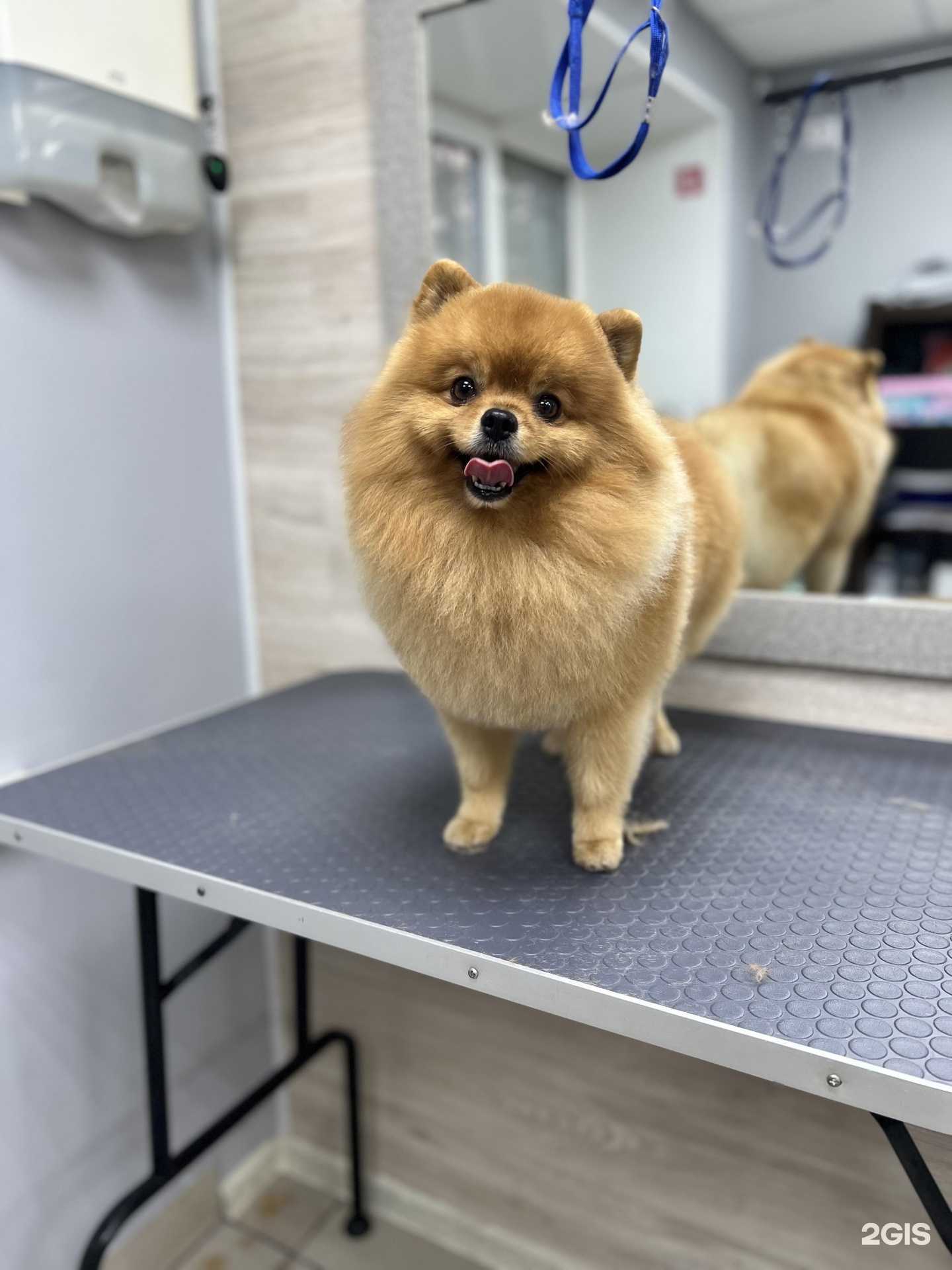 Отзывы на компанию Хвостик в Кургане c фото