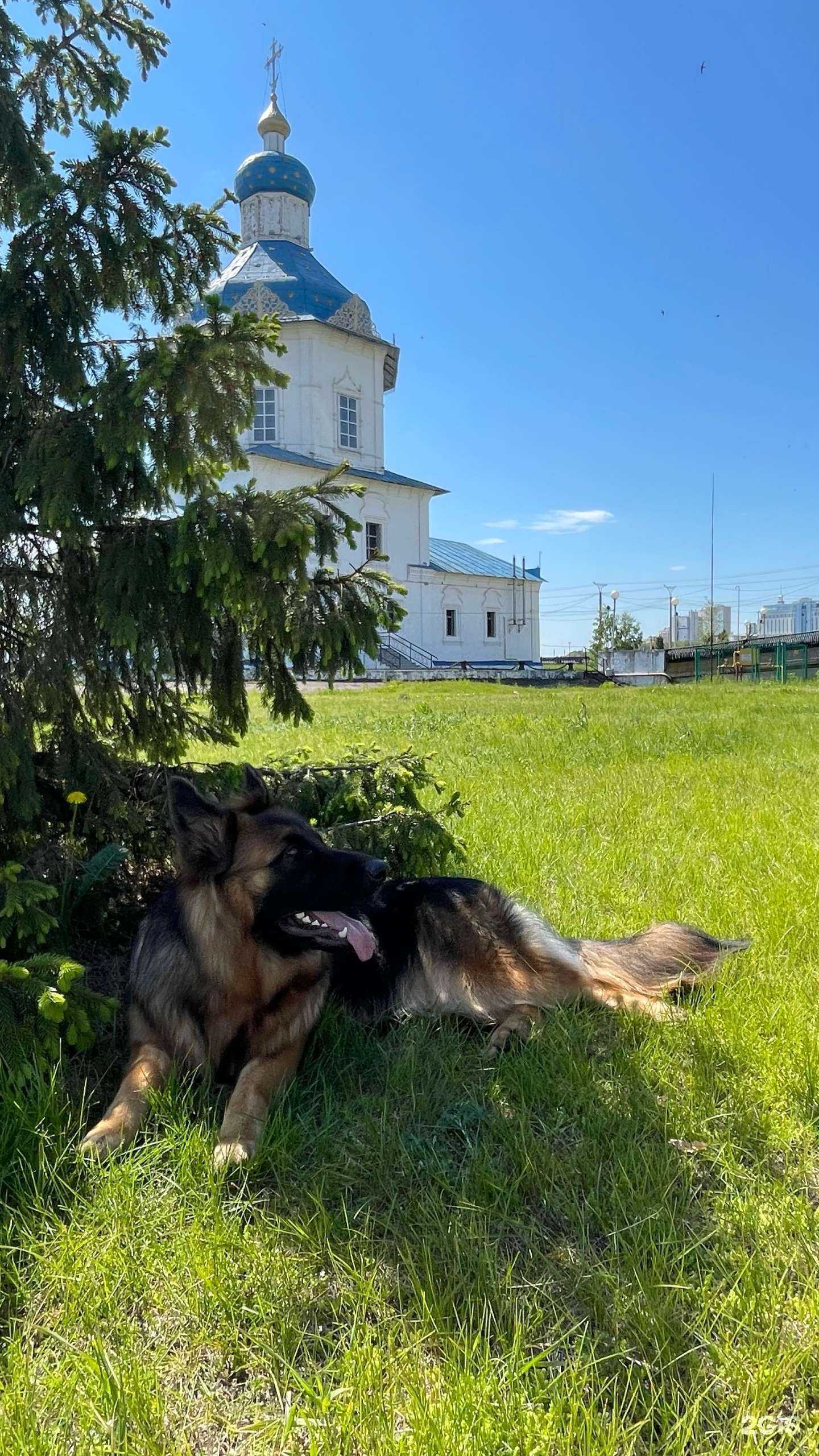 Отзывы на компанию Жучка в г. Чебоксары c фото