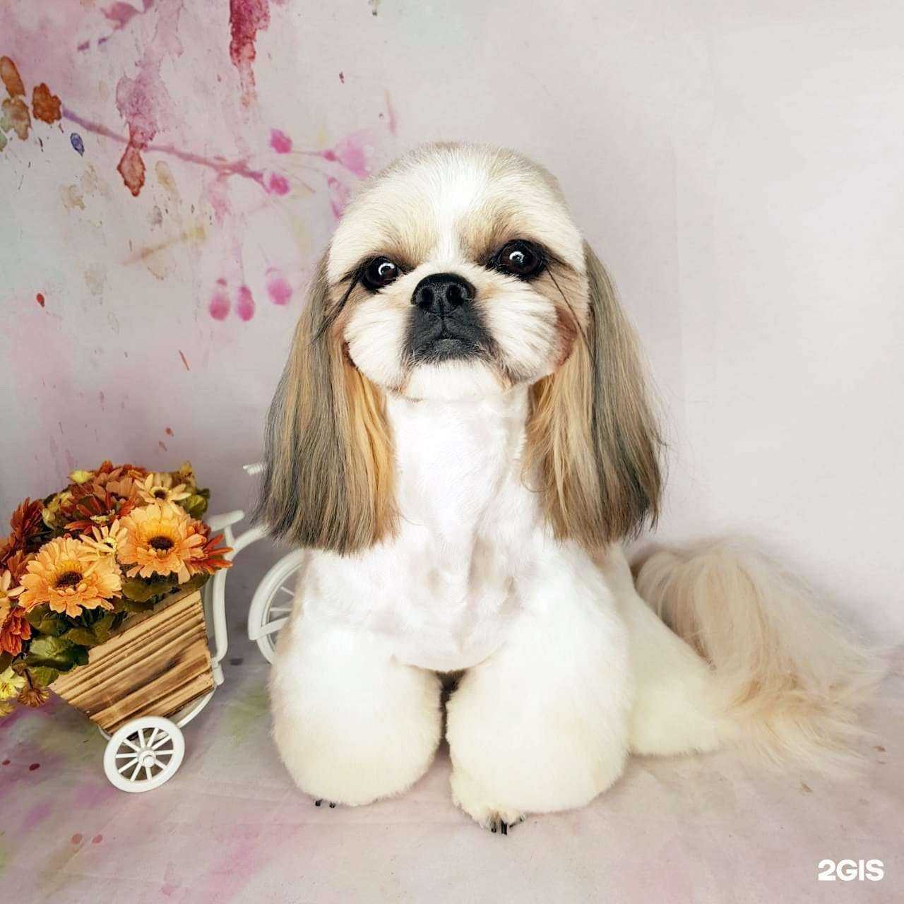 Отзывы на компанию Dogdelo в Казани c фото