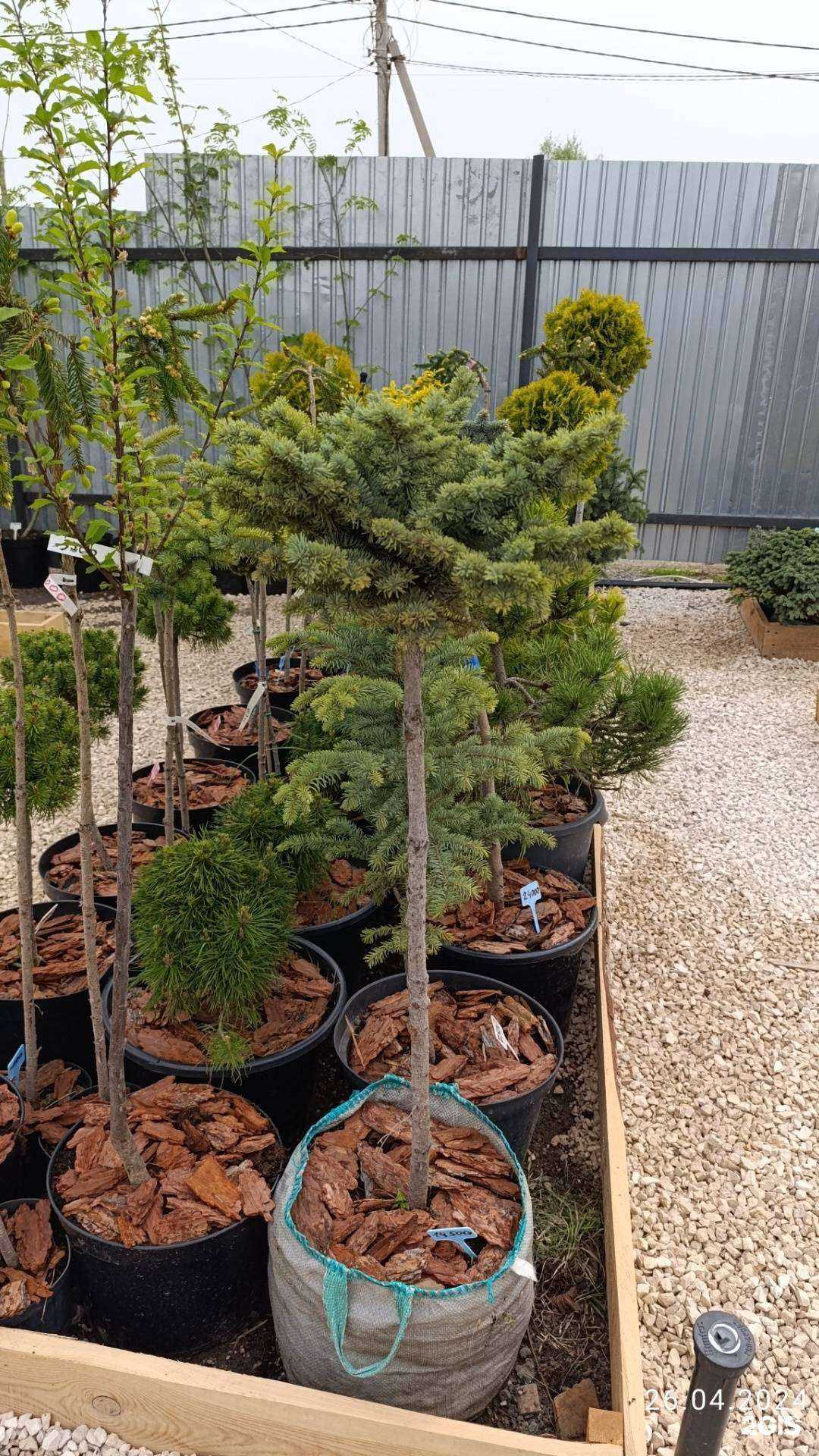 Отзывы на компанию Арборист в Саратове c фото