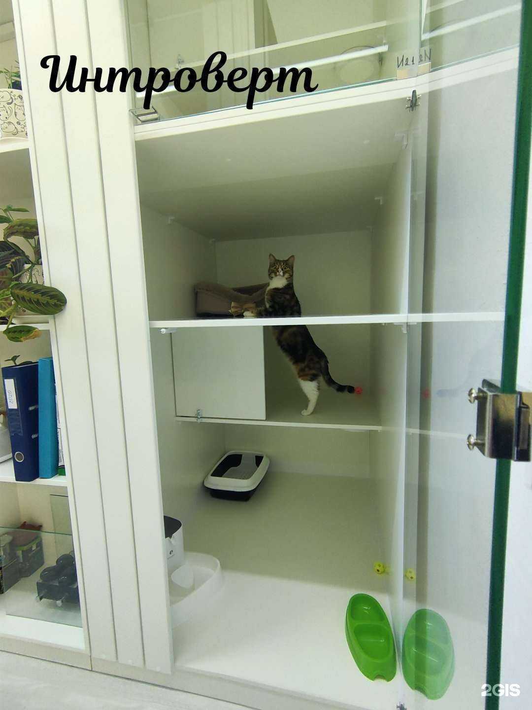 Отзывы на компанию Генерал мяу в Реутове c фото