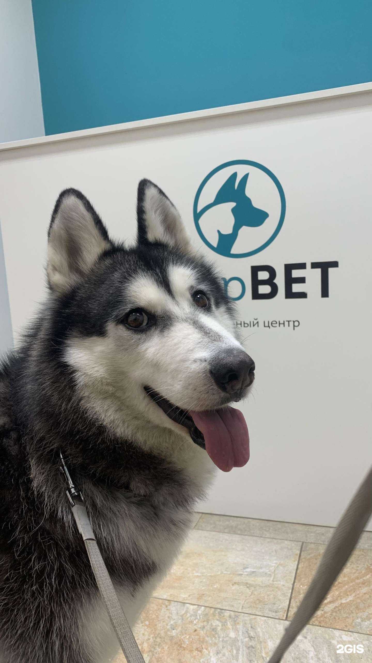 Отзывы на компанию Эвервет в г. Люберцы c фото