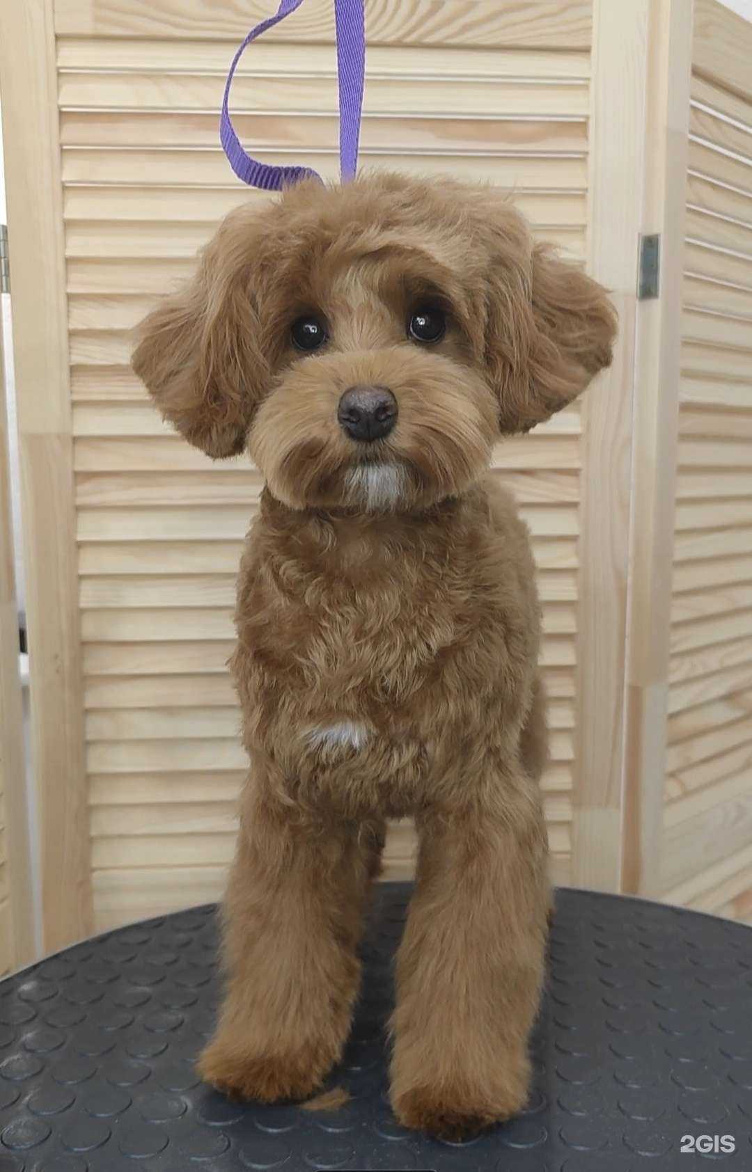 Отзывы на компанию Чича в г. Самара c фото