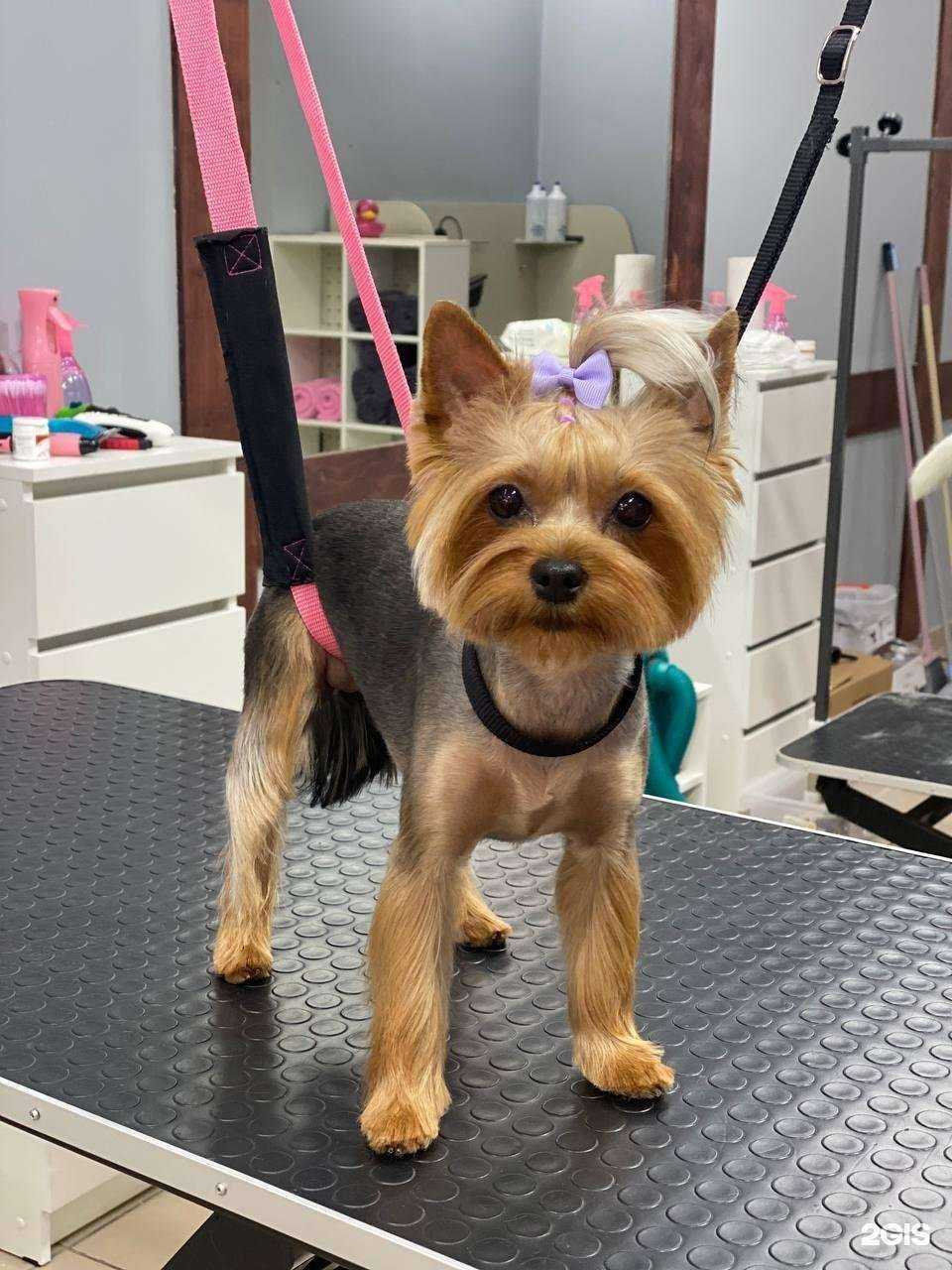 Отзывы на компанию Vip dog в Тольятти c фото