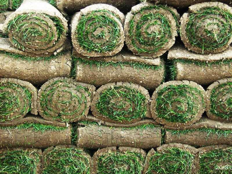 Отзывы на компанию Компания по производству рулонного газона в Волгограде c фото