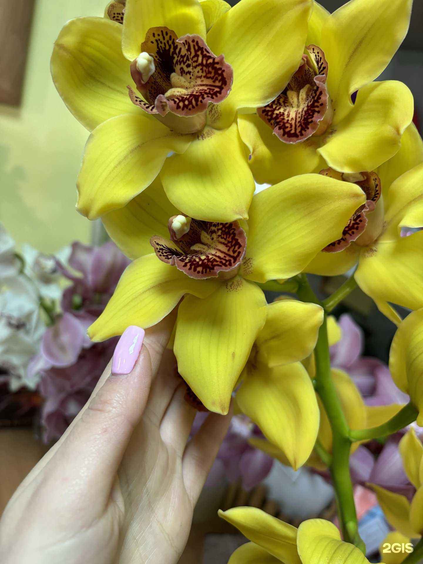 Отзывы на компанию Офелия в Ставрополе c фото