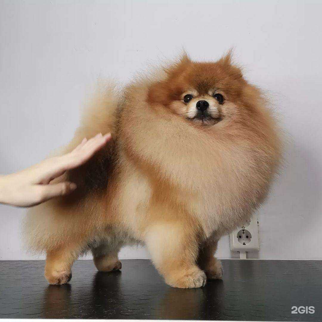 Отзывы на компанию Гавclub в Кирове c фото