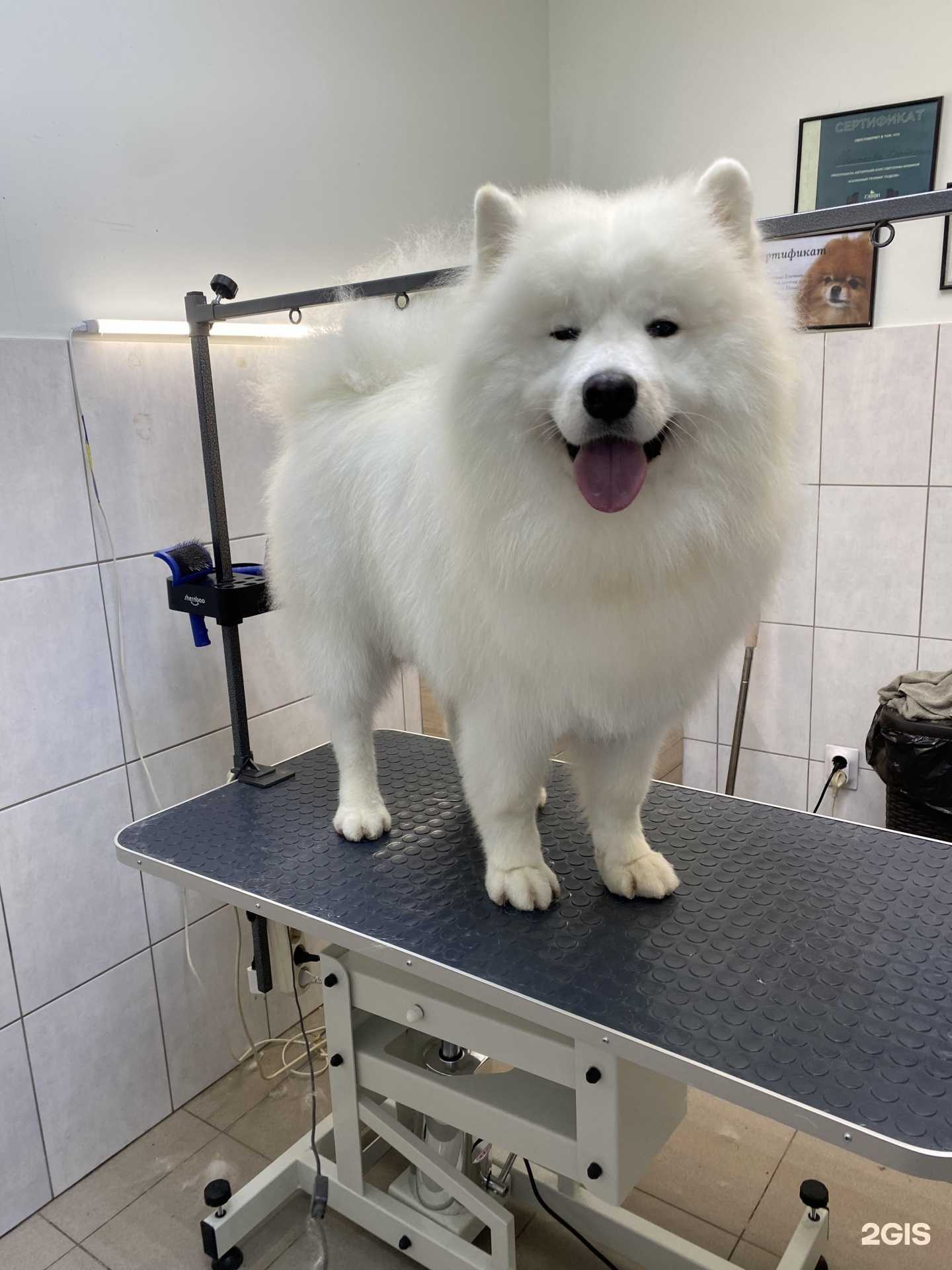 Отзывы на компанию Mr.Собакин в г. Светлогорск c фото