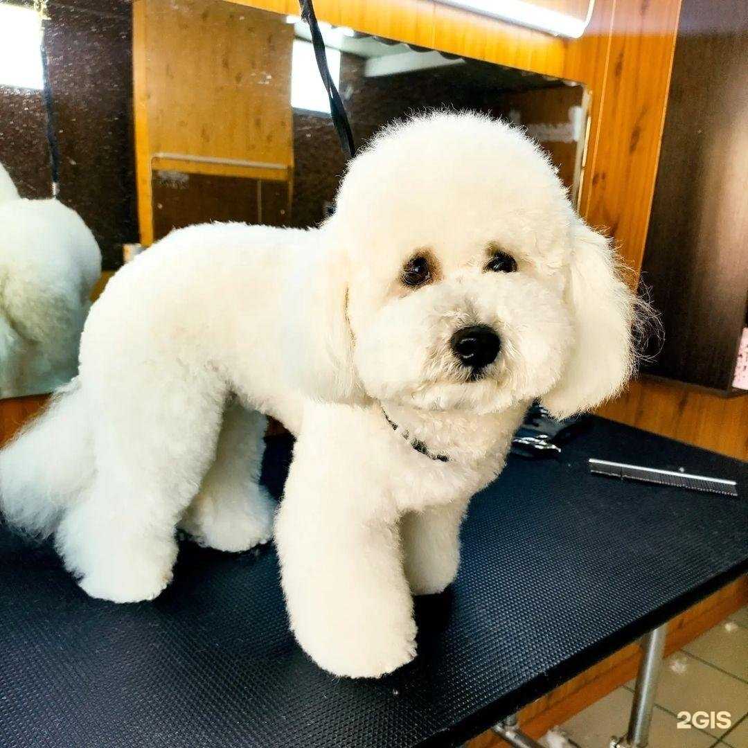 Отзывы на компанию Стиляга в Арсеньеве c фото