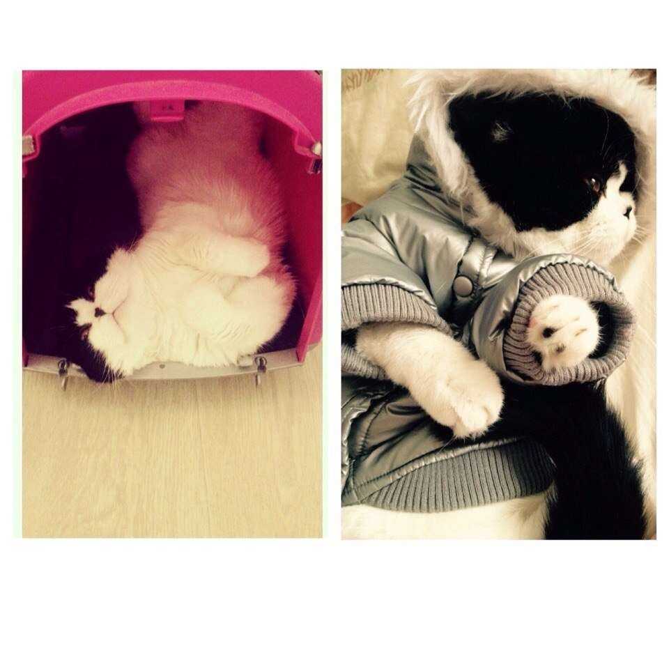 Отзывы на компанию Зоомир в Красноярске c фото