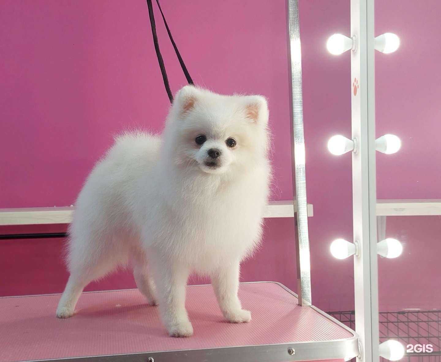 Отзывы на компанию Mirragroom в Анапе c фото