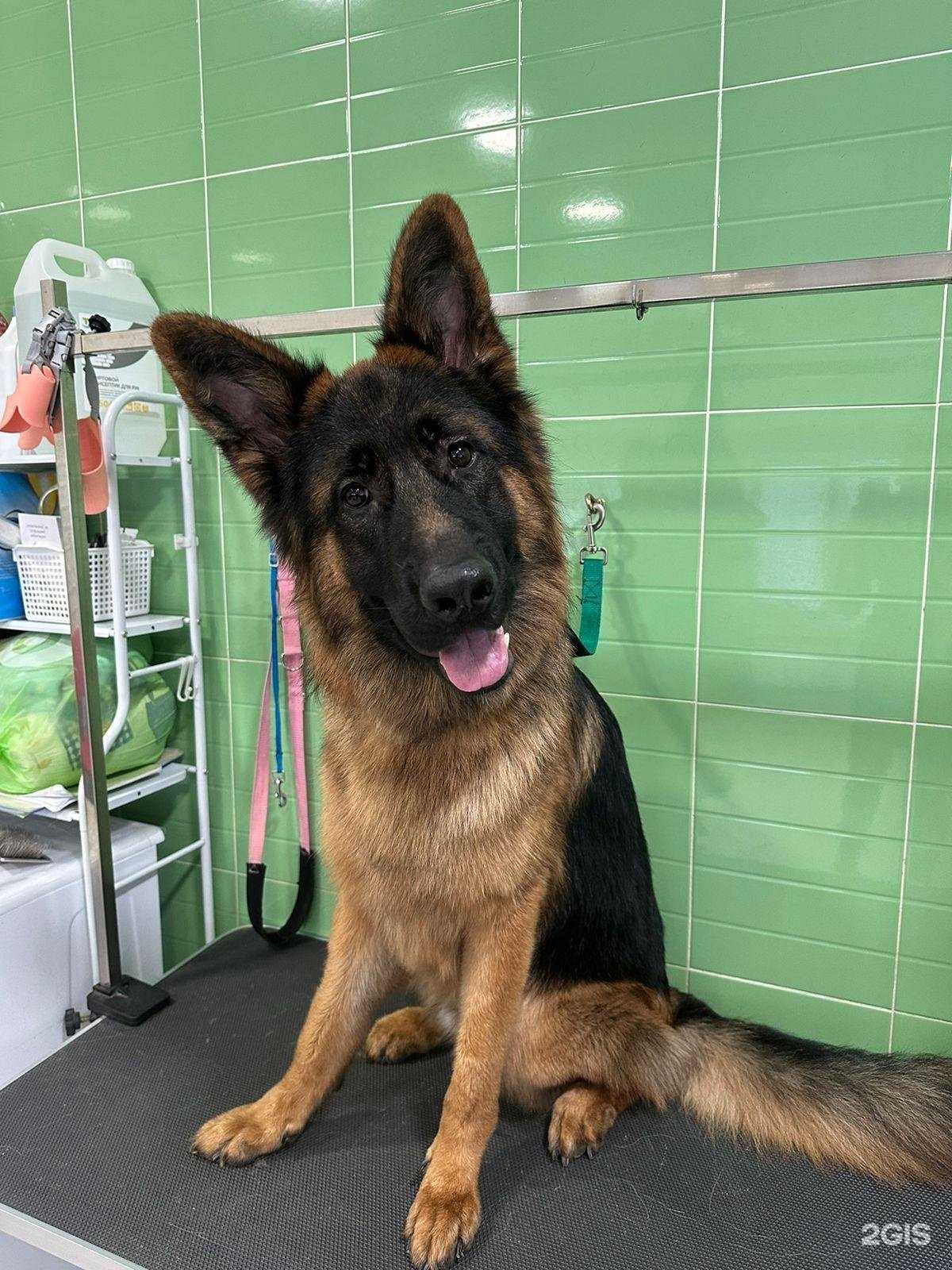 Отзывы на компанию Taka Groom в Сургуте c фото