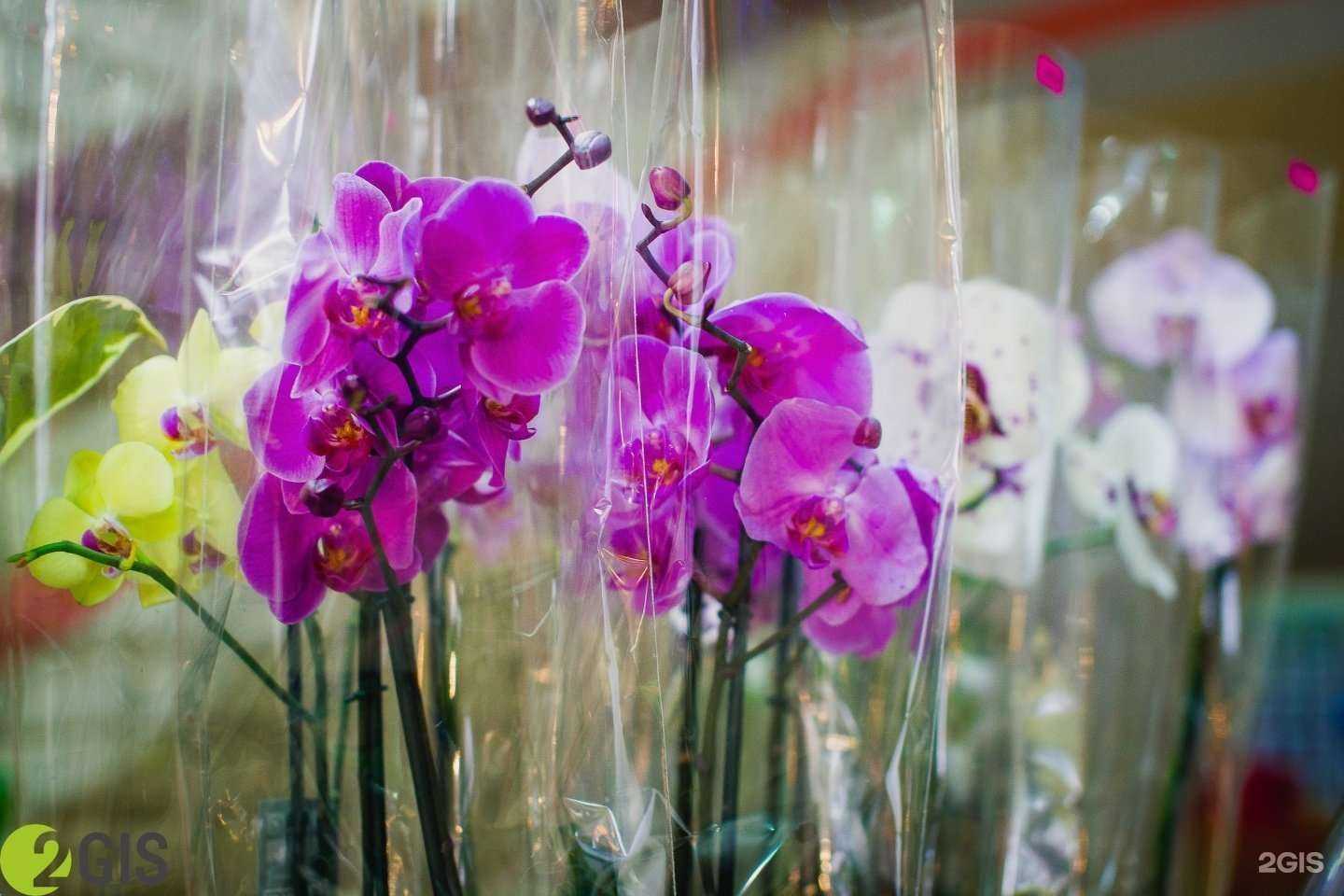 Отзывы на компанию Цветы на Кирова в Ярославле c фото