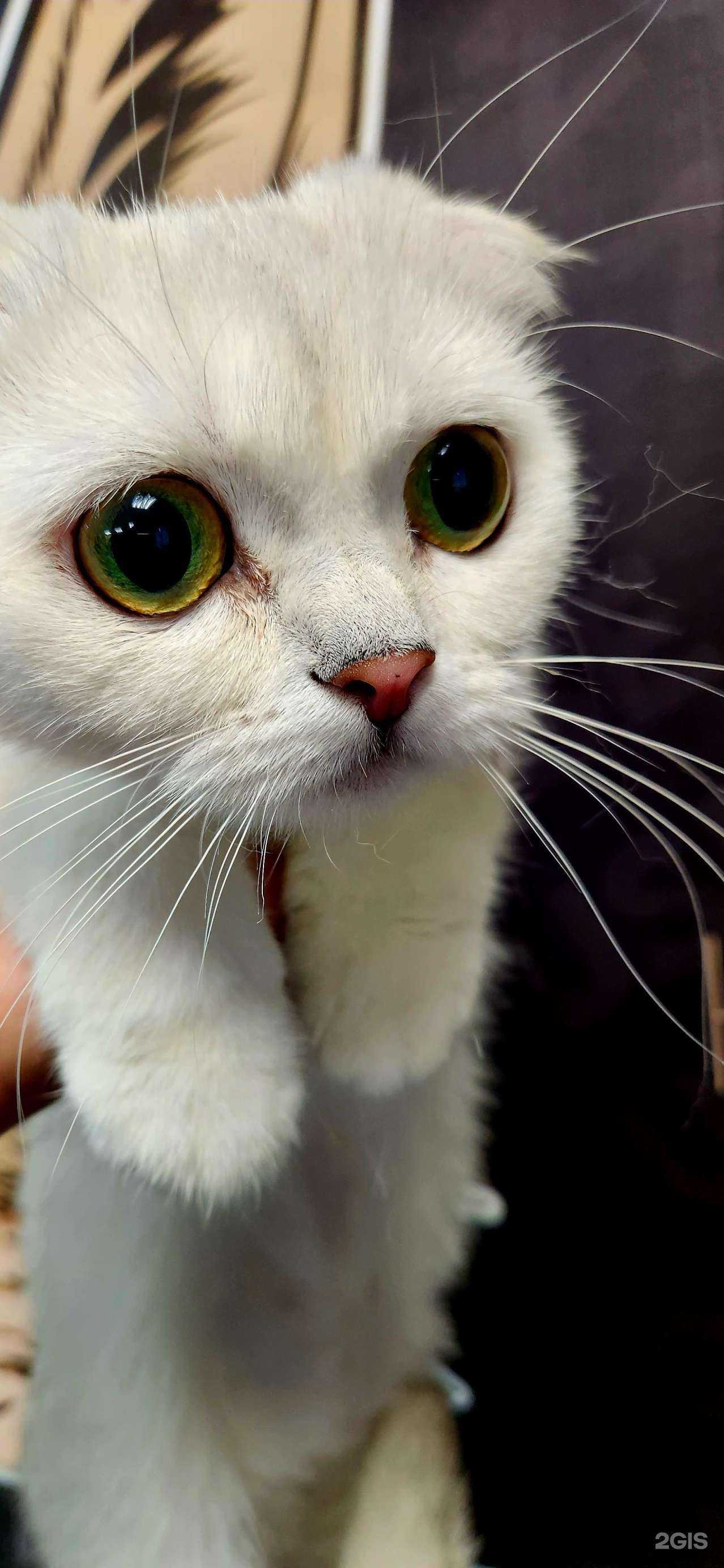 Отзывы на компанию Zoo house в г. Самара c фото