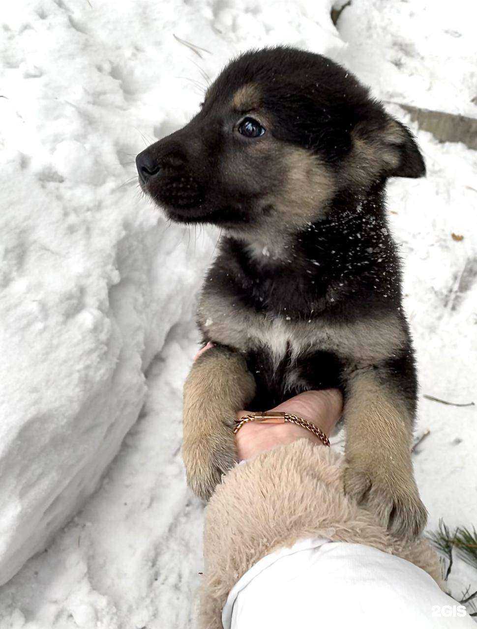 Отзывы на компанию Абсолютальфа в Новокузнецке c фото