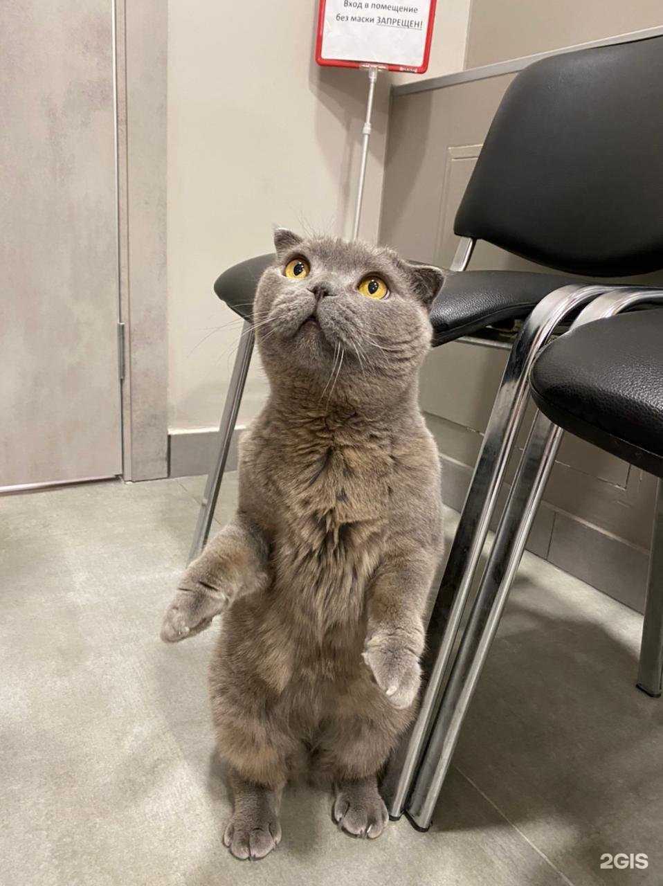 Отзывы на компанию Ирбис в г. Омск c фото